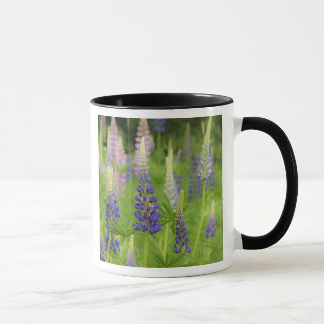 Caneca EUA, Maine, Parque Nacional Acadia. Campo de (Direita)
