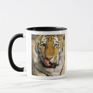 Caneca EUA, Michigan, Detroit. Detroit Zoo, tigre