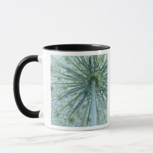 Caneca EUA, Michigan. Erva-de-santa-maria vista de