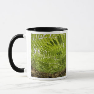 Caneca EUA, Minnesota, Costa Norte do Lago Superior,