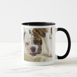 Caneca EUA, New-jersey, Jersey City, filhote de cachorro