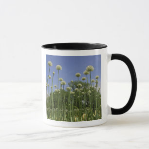 Caneca EUA, Nova Inglaterra, Massachusetts, Boston, 3