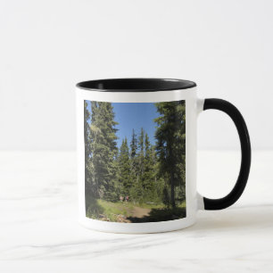Caneca EUA, Oregon, Floresta Nacional Willamette, Outono