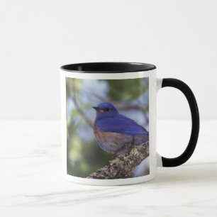 Caneca EUA, Oregon. Macho de Azulinho-ocidental
