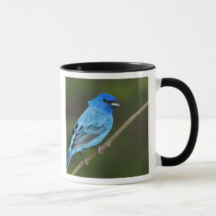 Caneca EUA, Texas, South Padre Island