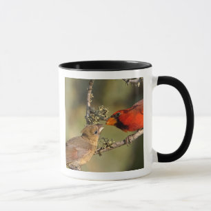 Caneca EUA, Texas, Vale do Rio Grande, McAllen. Acasalado