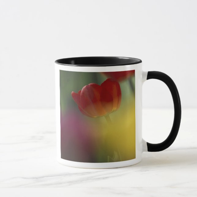 Caneca EUA, Utah, Tulipas do Vale Cache em um jardim (Direita)