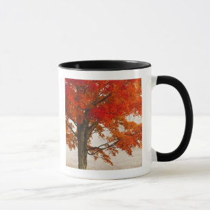 Caneca EUA, Virgínia Ocidental, Davis. Bordo vermelho no