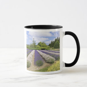 Caneca EUA, WA, Sequim, Fazenda de Lavanda de Risco Roxo