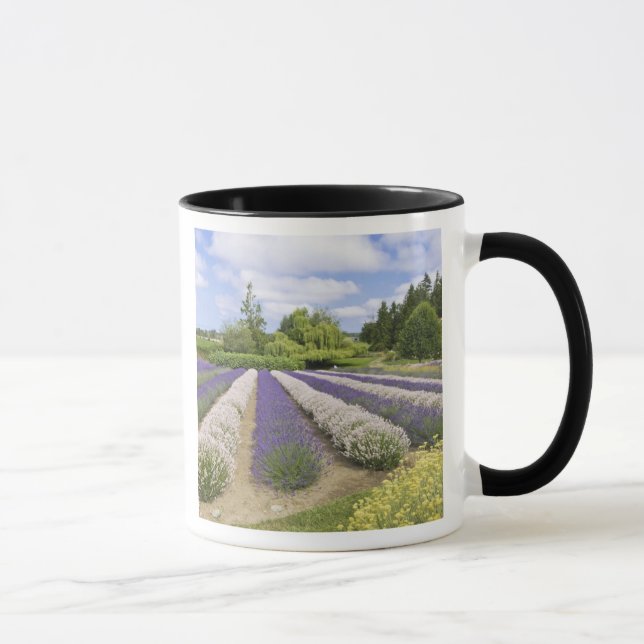 Caneca EUA, WA, Sequim, Purple Haze Lavender Farm (Direita)