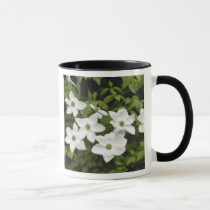 Caneca EUA, Washington, Cornus do Pacífico, Cornus