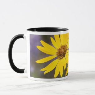 Caneca EUA, Washington, Floresta Nacional Okanogan