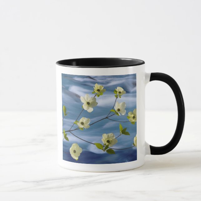 Caneca EUA, Washington, Hood Canal. Cornus do Pacífico (Direita)