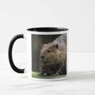 Caneca EUA, Washington, Northwest Trek. Castor