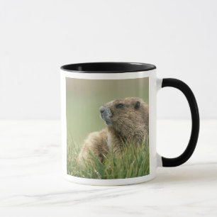 Caneca EUA, Washington, Parque Nacional Olímpico, Marmota