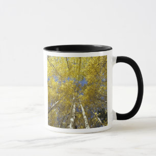 Caneca EUA, Washington, Stevens Pass Álamo colorido de ou