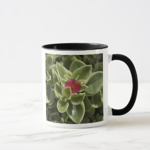 Caneca EUA, Washington, Woodinville, flor de Sedum