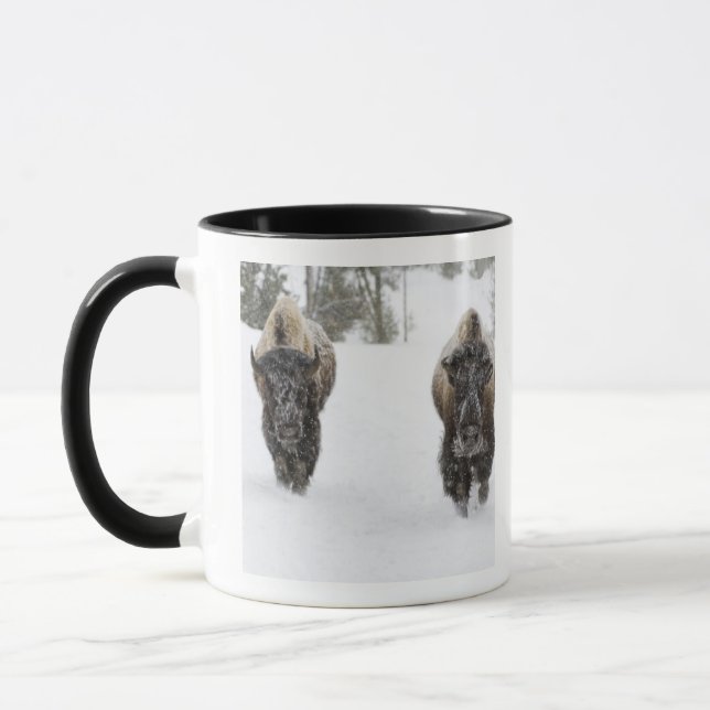 Caneca EUA, WY, Parque Nacional de Yellowstone, Bisão Ame (Esquerda)
