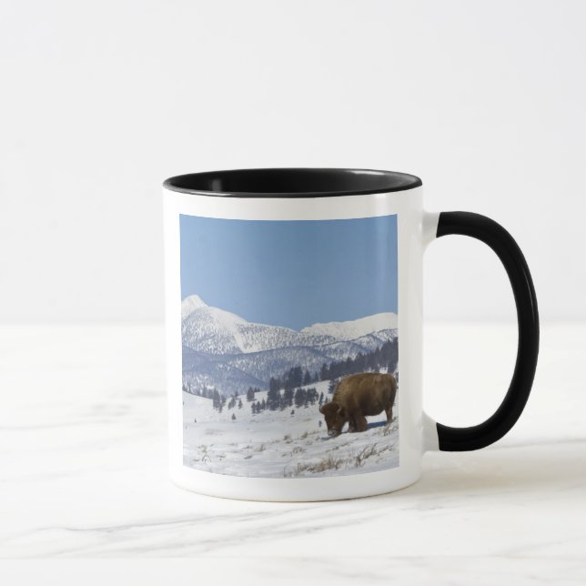 Caneca EUA, WY, Parque Nacional Yellowstone, Bisonte Amer (Direita)