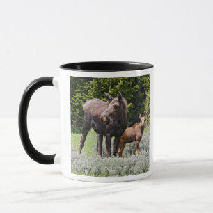 Caneca EUA, Wyoming, Montanhas Bighorn, alce Alces