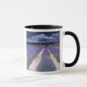 Caneca Europa, França, Provença. Campos de lavanda