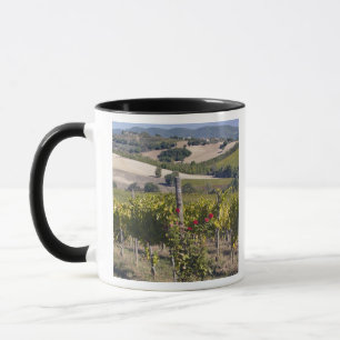 Caneca Europa, Itália, Úmbria, perto de Montefalco, Vinha