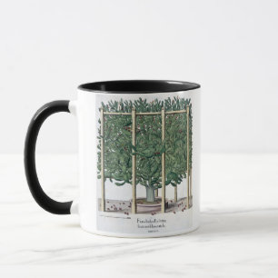 Caneca Eystettensis indica do Ficus, 'do Hortus Eystet