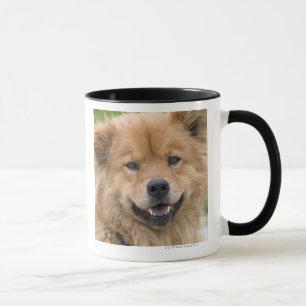 Caneca Feche acima do cão da mistura da comida fora