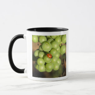 Caneca Feche o inseto da senhora na uva Pinot Noir verde