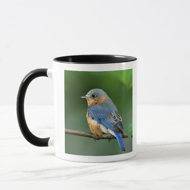 Caneca Female Eastern Bluebird, Sialia sialis (Esquerda)