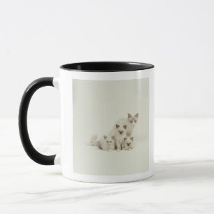 Caneca Fêmea do gato de Ragdoll com gatinhos