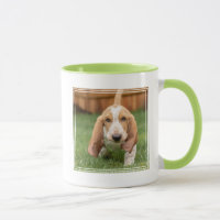 Filhote de Basset Hound Caminhando