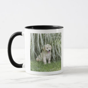 Caneca Filhote de cachorro de Goldendoodle que senta-se