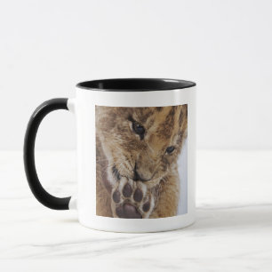Caneca Filhote de leão (Panthera leo) que lambe a pata,