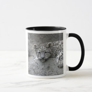 Caneca Filhote de leopardo-da-neve de 4 meses de idade es