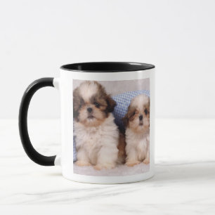 Caneca Filhotes de cachorro de Shih Tzu sob uma cobertura