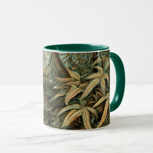 Caneca Filicinae por Ernst Haeckel, Plantas de samambaia 