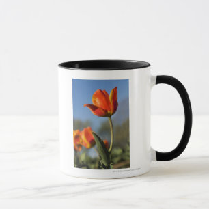 Caneca Fim-acima de flores da tulipa