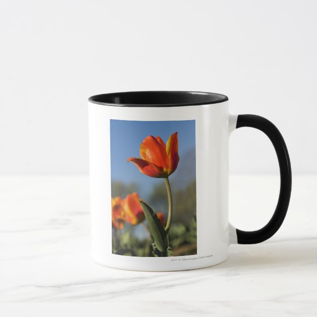 Caneca Fim-acima de flores da tulipa (Direita)