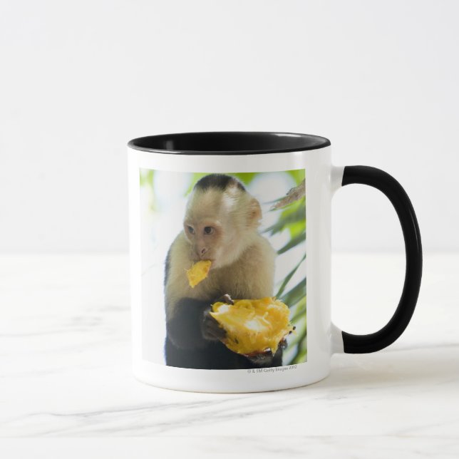 Caneca Fim-acima de um macaco do capuchin que come uma (Direita)