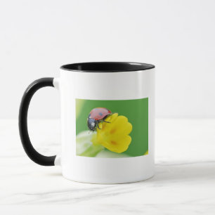 Caneca Fim-Acima do joaninha
