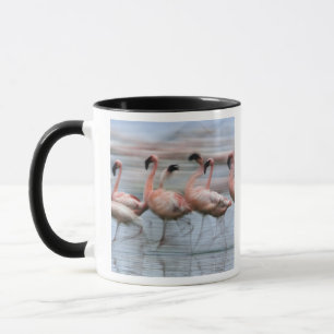 Caneca Flamingos menores em movimento, Phoenicopterus