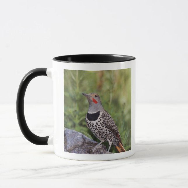 Caneca Flicker de norte, Colaptes auratus, Fofado Vermelh (Esquerda)
