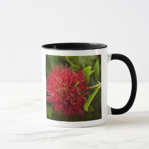 Caneca Flor de Pohutukawa, Dunedin