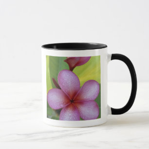 Caneca Flor, Plumeria sp.), Pacífico Sul, Niue