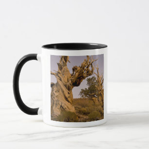 Caneca Floresta Antiga Bristlecone, Montanhas Brancas, CA