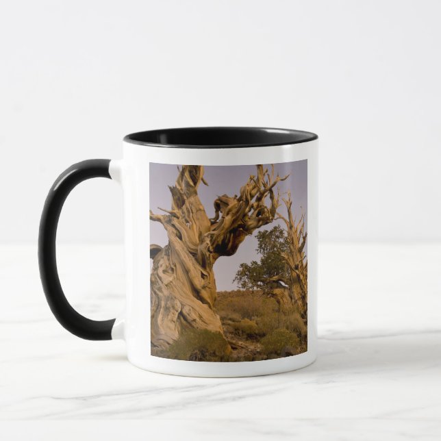 Caneca Floresta Antiga Bristlecone, Montanhas Brancas, CA (Esquerda)