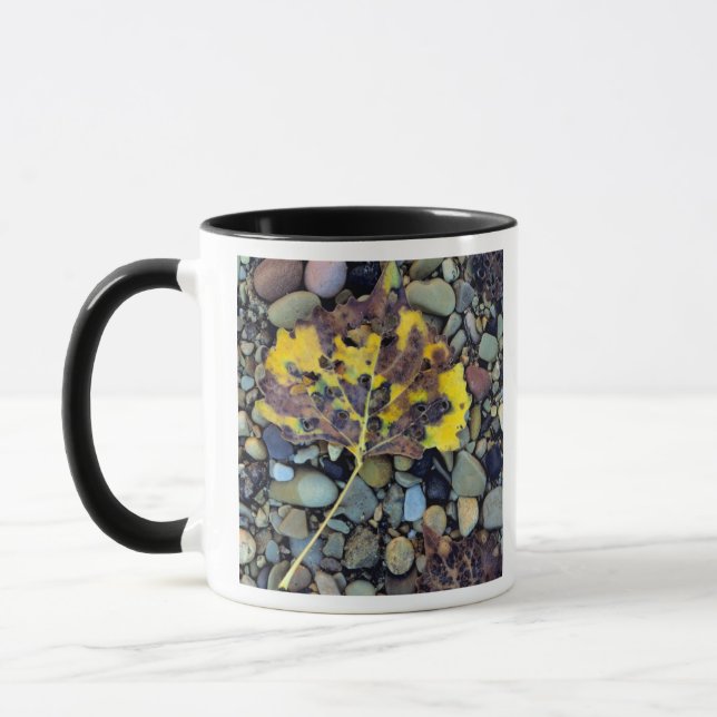Caneca Folha de choupo de Fremont na planície de inundaçã (Esquerda)