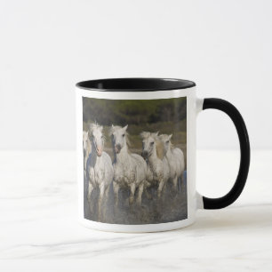 Caneca França, Camargue. Cavalos correm