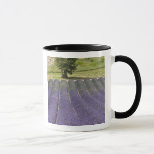 Caneca França, Provença. Fileiras de lavanda em flor.
